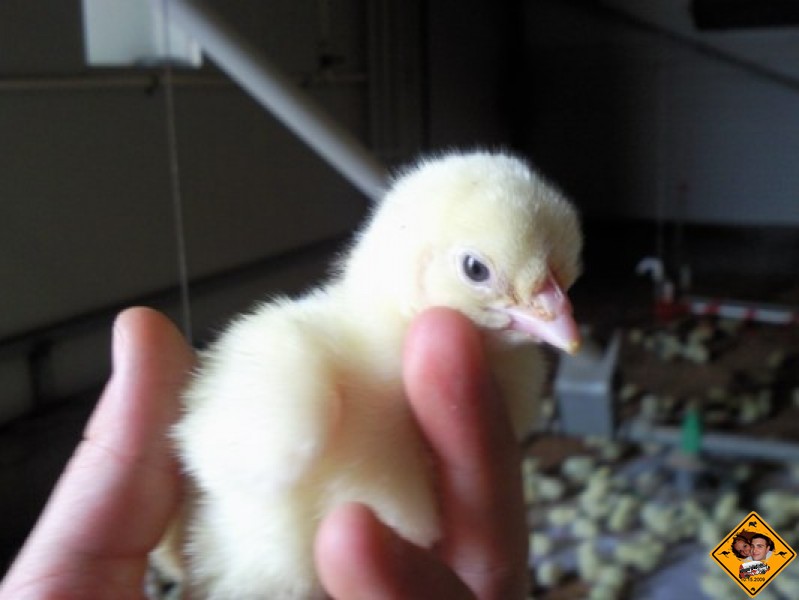 L arrivee des poussins (10)